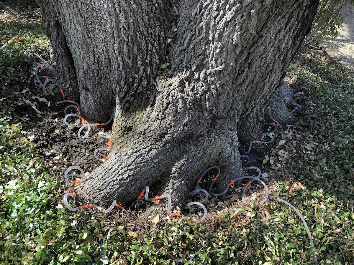Detailed Tree Cabling and Bracing job site in Nice