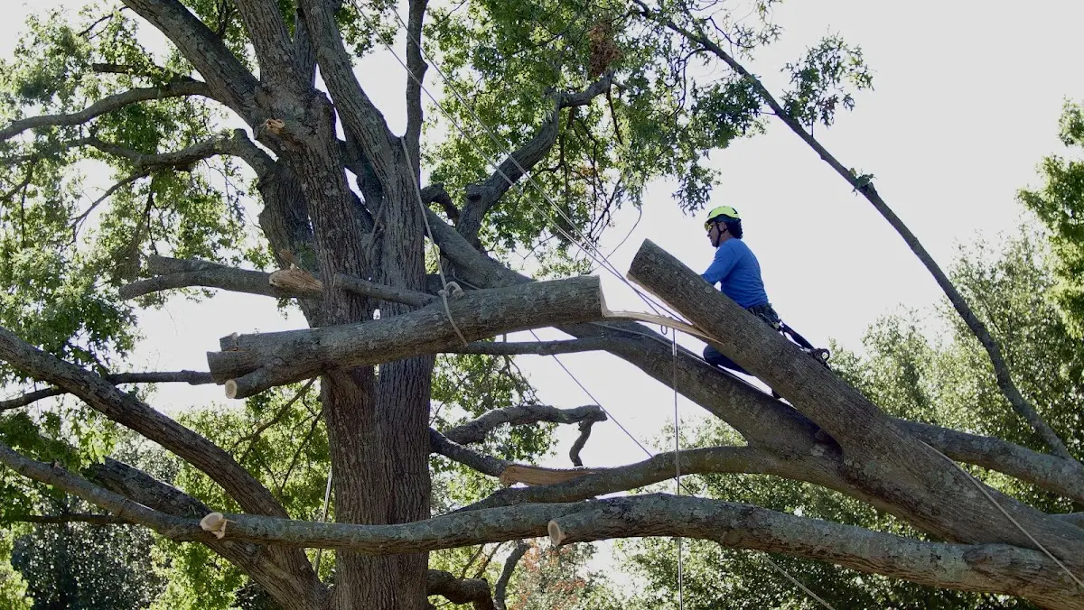 Professional Hazardous Tree Removal performed by certified arborists in Nice